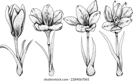 Set crocus flowers. Hand drawn spring flowers. Monochrome vector botanical illustrations in sketch, engraving style.