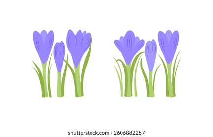 Set of crocus flowers on isolated background. Botanical vector flat illustration. Spring and summer clipart for holidays, women's day, birthday, mother's day designs, etc	