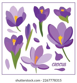 Set with crocus flowers. Spring plants. Purple, lilac, green, yellow. For design of postcards, patterns, etc., notebooks.