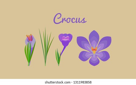 set Crocus. Violet flowers with green leaves. Spring flowers