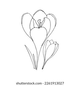 Set of crocuses in hand drawn style on an isolated white background.