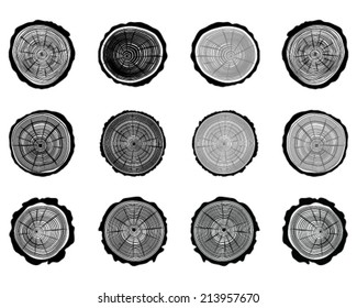 Set of cross section of the trunk, vector illustration