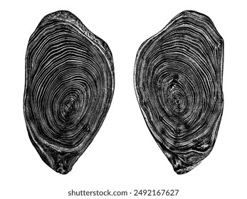 Set cross section of wood texture. Tree rings. Cut slice of wooden print isolated on white. Textured surface with rings and cracks. Background made of hardwood from the forest. Vector EPS 10.