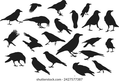 Set of crow silhouette, raven bird, death animal