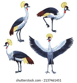 Set of crowned crane, birds in various positions isolated on white background.