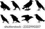 Set of crows. Set of crow silhouettes. Crow vector illustrations set. Crow silhouette icons isolated.