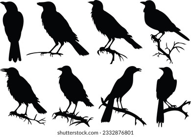 Set of crows. Set of crow silhouettes. Crow vector illustrations set. Crow silhouette icons isolated.