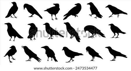 Set of crows. Set of crow silhouettes. Crow vector illustrations set. Crow silhouette icons isolated.