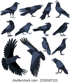 set of crows flat design , isolated on white background, vector