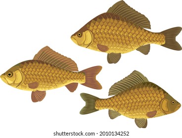 Set with crucian carp fishes isolated on white background