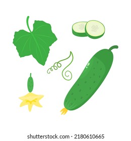 Set cucumber whole, sliced with leaf and flower. Flat style. Vector illustration 