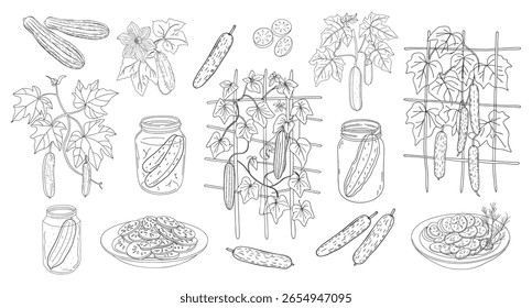 Conjunto de pepinos. Pepinos desenhados à mão plantas, legumes e picles. Ilustração desenhada à mão.