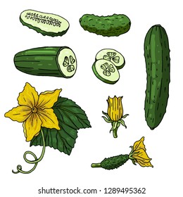 Set with cucumbers on white background. Cucumbers, cucumber slices, flowers and leaves isolated on white