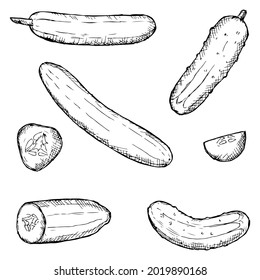 Set of cucumbers. Vector illustrations. Isolated on white. Hand-drawn style.