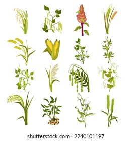 Set of culinary agricultural legume plants. Corn, beans, wheat, millet, mung beans, soybeans cartoon vector illustration