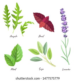 Set of culinary herbs. Arugula, red basil, mint, sage, lavender.