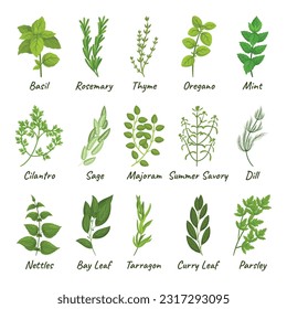 Set Of Culinary Herbs Basil, Thyme, Rosemary, Parsley, And Oregano, Mint, Cilantro, Sage, Marjoram And Summer Savory. Dill, Nettles, Bay Leaf And Tarragon With Curry Leaf. Cartoon Vector Illustration