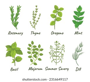 Set Of Culinary Herbs Consisting Of Various Aromatic Plants Used For Cooking, Such As Basil, Thyme, Rosemary, And Oregano, Mint, Marjoram , Summer Savory And Dill. Cartoon Vector Illustration