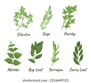 Set Of Culinary Herbs Includes Selection Of Flavorful And Aromatic Plants Used In Cooking, Such As Parsley, Cilantro, Sage, Nettles, Bay Leaf And Tarragon With Curry Leaf. Cartoon Vector Illustration