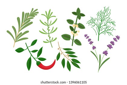 Set of culinary herbs and spices for cooking, eating, food. Healthy, environmentally friendly natural vegetation. Rosemari, chilli, tarragon, bay leaf, melissa, lavender dill Vector illustration