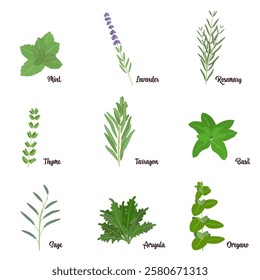 Set of culinary herbs. Spicy herbs. Sage, mint, lavender, rosemary, thyme, oregano, arugula, basil, tarragon. Vector flat illustration. EPS 10.