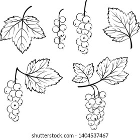 Set of Currant, Berries and Leaves, Black Pictograms Isolated on White. Vector