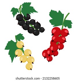 Satz Johannisbeeren, schwarz, rot und gelb mit Blättern einzeln auf weißem Hintergrund, CurrantenVektorgrafik.