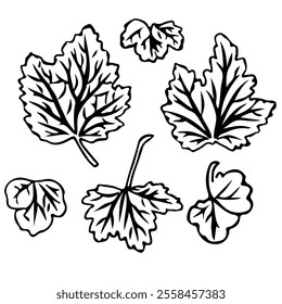 Set of currant leaves in doodle style. Vector illustration isolated on white background.