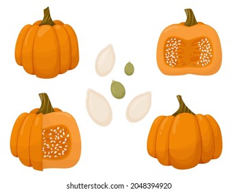 Set of cut pumpkin and seeds. Autumn vegetable illustration isolated on white background.
