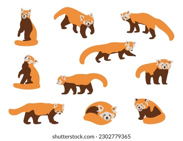 Set of cute adorable red panda in different poses design animal character flat vector style. Adorable Red Panda Dense Reddish-brown Fur and Ringed Tail in Different Pose Vector Set