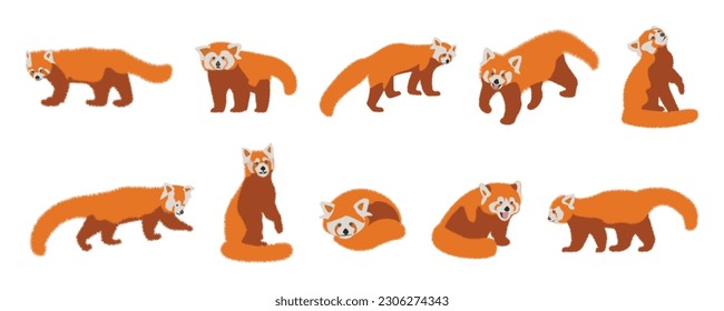 Set of cute adorable red panda in different poses design animal character flat vector style. Adorable Red Panda as Small Fluffy Mammal with Dense Reddish-brown Fur.