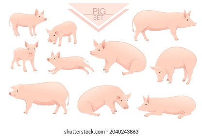 Set of cute adult pig farm animal cartoon animal design vector illustration isolated on white background