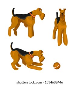 Set of cute Airedale Terrier in various poses. Pet. Red dog with black back. Ball game. Shaggy paws and muzzle. Detailed flat vector icons