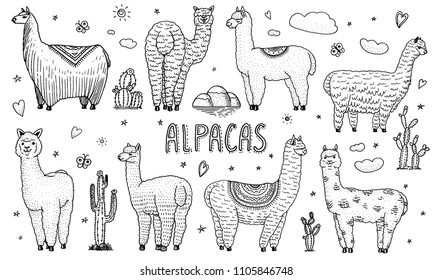 Set of cute Alpaca Llamas or wild guanaco on the background of Cactus and mountain. Funny smiling animals in Peru for cards, posters, invitations, t-shirts. Hand drawn Elements. Engraved sketch.