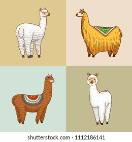 Set of cute Alpaca Llamas or wild guanaco on the background of Cactus and mountain. Funny smiling animals in Peru for cards, posters, invitations, t-shirts. Hand drawn Elements. Engraved sketch.