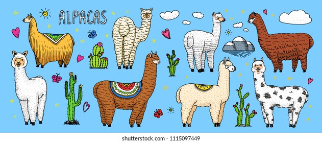 Set of cute Alpaca Llamas or wild guanaco on the background of Cactus and mountain. Funny smiling animals in Peru for cards, posters, invitations, t-shirts. Hand drawn Elements. Engraved sketch.