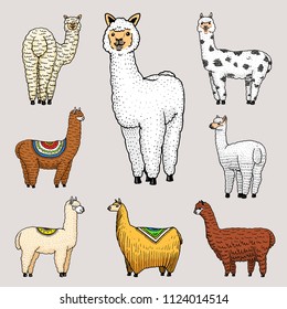 Set of cute Alpaca Llamas or wild guanaco on the background of Cactus and mountain. Funny smiling animals in Peru for cards, posters, invitations, t-shirts. Hand drawn Elements. Engraved sketch.