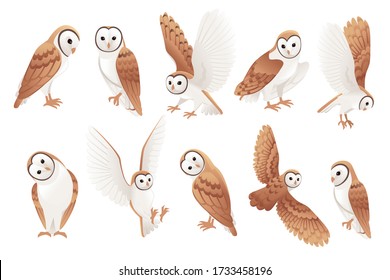 Set of cute barn owl (tyto alba) with white face and brown wings cartoon wild forest bird animal design flat vector illustration isolated on white background
