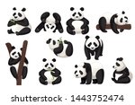 Set of cute big panda in different poses cartoon animal design flat vector illustration