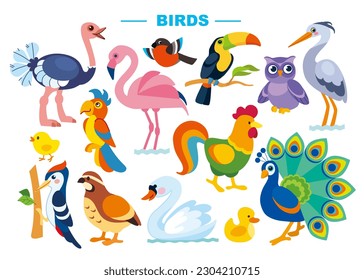 Conjunto de ilustraciones vectoriales de aves lindas. Caracteres de dibujos animados de estilo plano: avestruz, pavo real, tocano, cisne, gallo, pollo, pato, pájaros carpinteros, loro, flamingo, codorniz, mero, garza, toro, aleta, búho