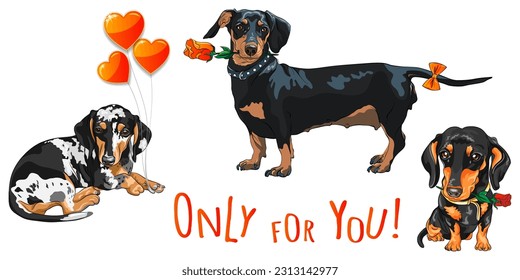 Set of Cute black dog dachshund with red rose