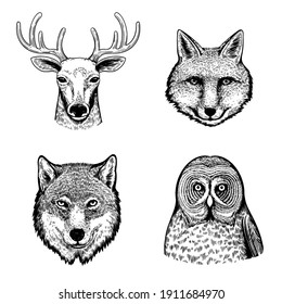 Set with cute black and white hand drawn portraits of forest animals and birds. 