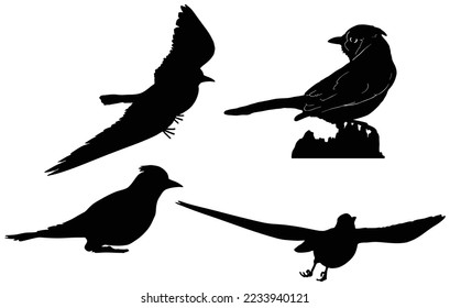 set of cute blue jay bird collection vector. blue jay logo, icon silhouette illustration