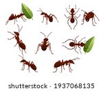 Set of cute brown ant holding a green leaf cartoon bug animal design vector illustration isolated on white background