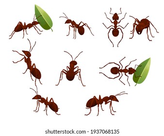 Conjunto de hormigas marrones lindas sosteniendo una caricatura de hojas verdes insecto de diseño animal ilustración vectorial aislada en fondo blanco
