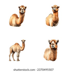 set of cute camel watercolor illustrations for printing on baby clothes, sticker, postcards, baby showers, games and books, safari jungle animals vector