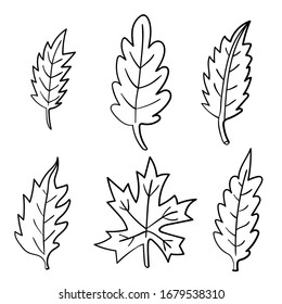 Set of cute cartoon doodle leaves isolated on white background. Floral elements. Summer leaf.  Vector illustration. 