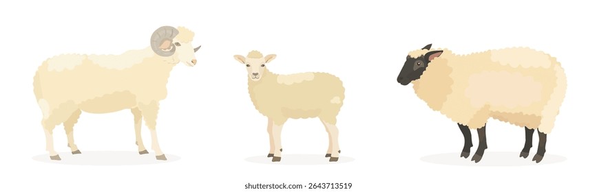 Set of cute cartoon sheep, lamb isolated on white background. Vector farm animals.