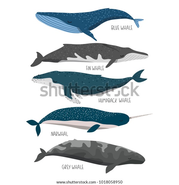 set of cute cartoon whales. blue, fin,\
humpback, gray whales and narwhal on white background. can be used\
like stickers or for different\
designs