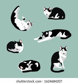 Set of cute cat in various poses: sleeping, sit, stretching. Black and white cat with green eyes  isolated on blue  background. Stock vector illustration in flat cartoon style.